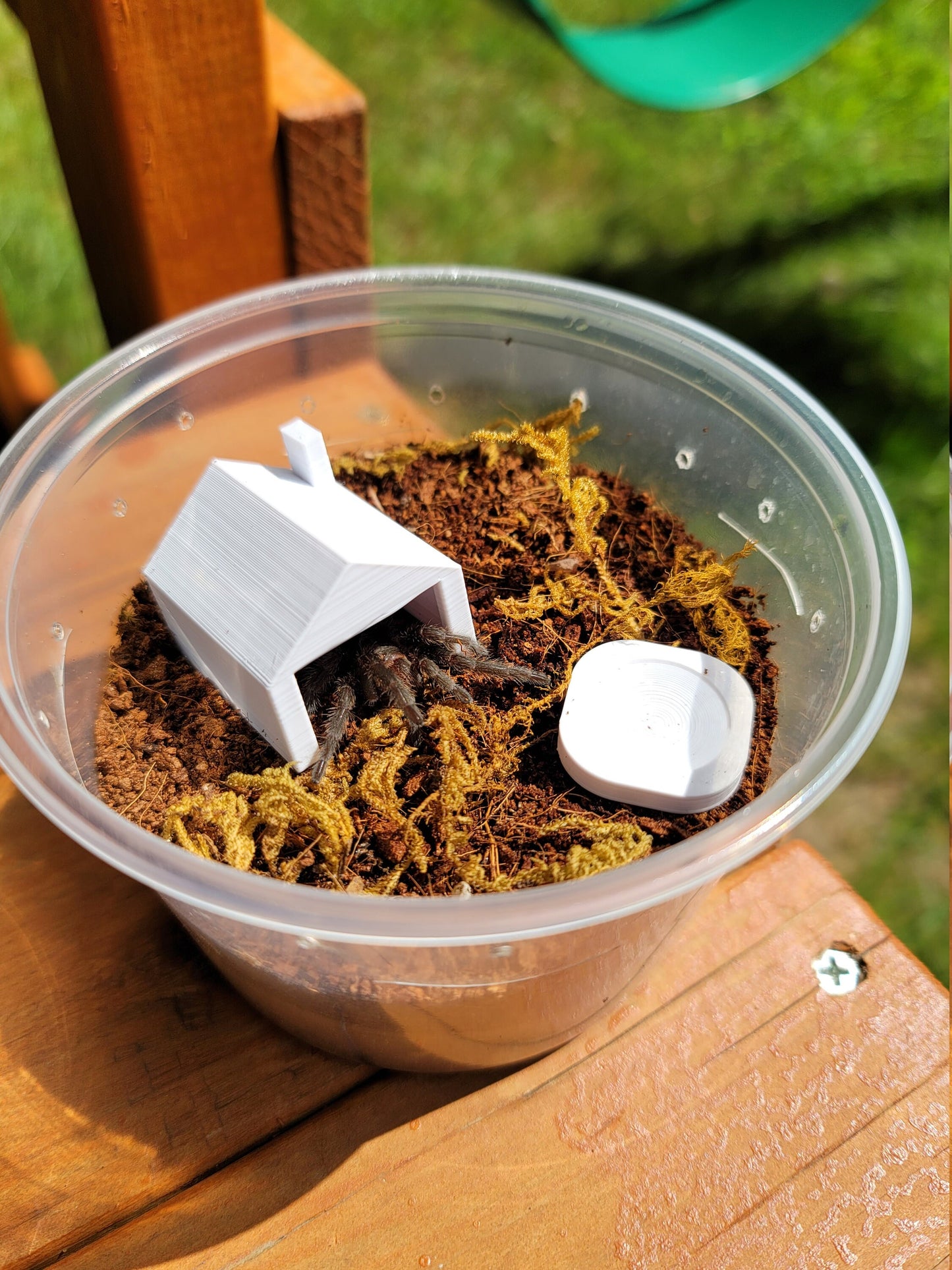 10PCS Mini Tarantula Spiderling Houses enclosure hide hides bulk lot sling terrarium decor houses reptile bug jumping spider house(x10)
