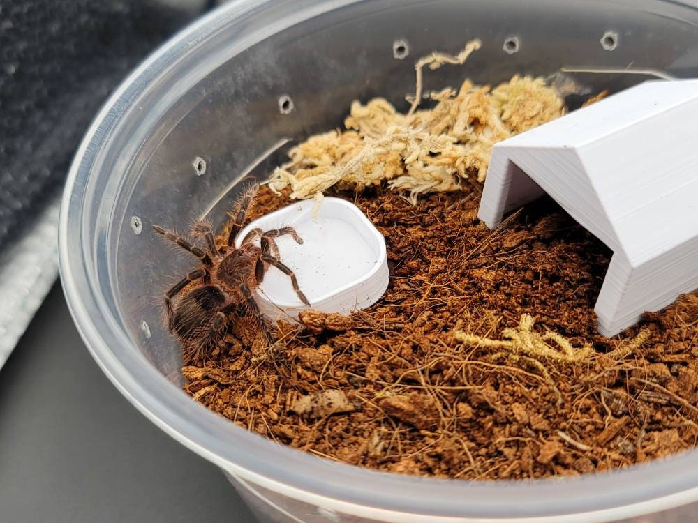 Tarantula Bowls - mini small animals jumping spider reptile mantis sling baby bowls dishes perfect for all types of small critters!